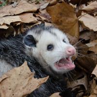 Goode Possum Removal Canberra  image 2